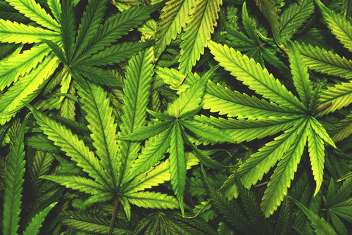 hennep.cannabis wiet huur